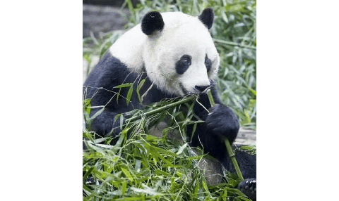 Panda analyzing data